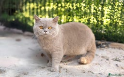 British Shorthair cats for stud: Full BSH Thorn Male. Stud duties Only  in Stockport - Image 3