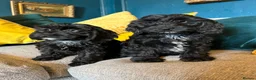 Cockapoo dogs for sale: REDUCED Cockapoo puppies health tested parents   - Advert 11