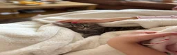 British Longhair cats for sale: British long hair  in New Malden - Advert 7