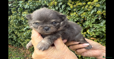 Pomeranian dogs - Advert 8