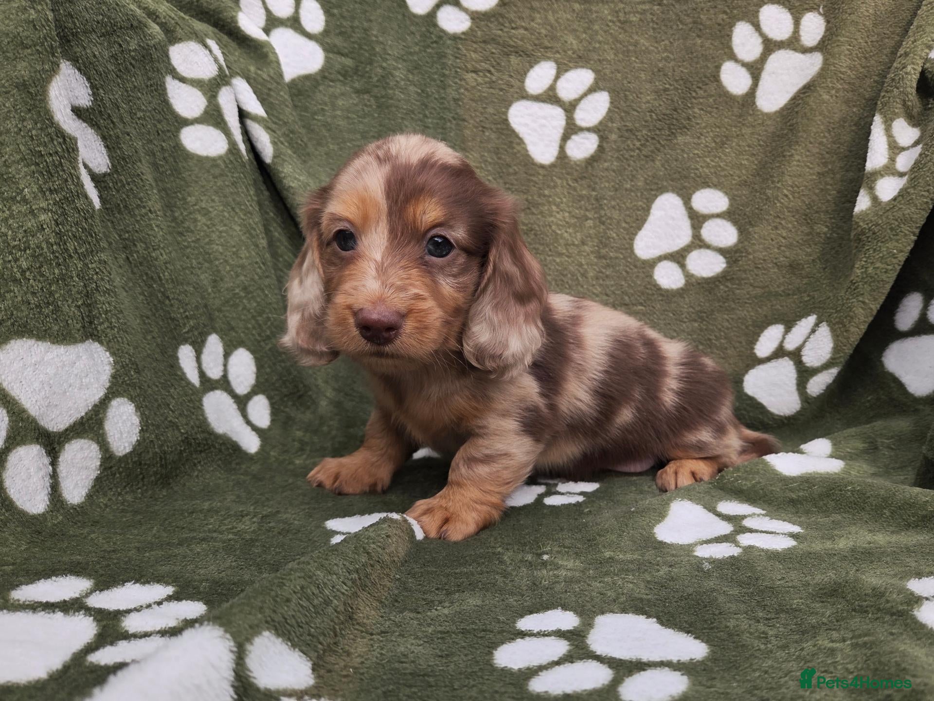 Miniature Dachshund dogs Stunning KC Registered Longhaired Mini Dachshunds - Advert 1
