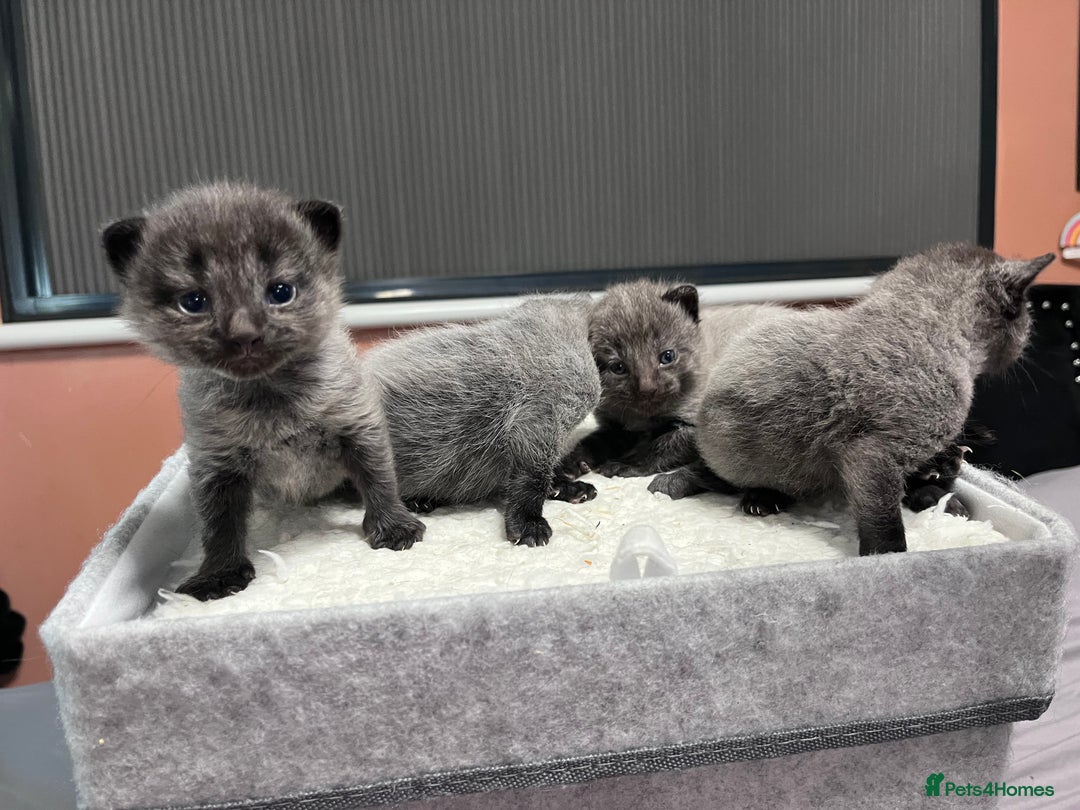 Mixed Breed cats for sale: 4 beautiful grey kittens getting darker  - Image 7