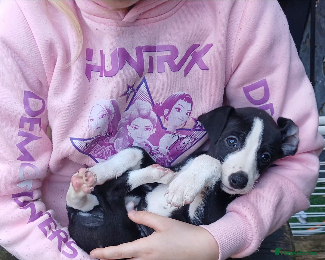 Whippet dogs Whippet pups - Advert 1