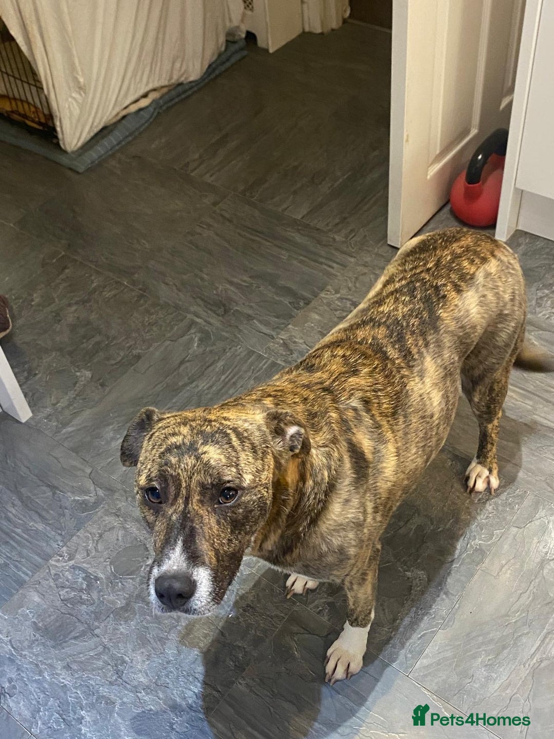 Mixed Breed dogs for adoption: Dilly  - Advert 4