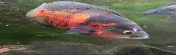 Other/Mixed Breed fish for sale: Oscar and ciclid in Hereford - Advert 3