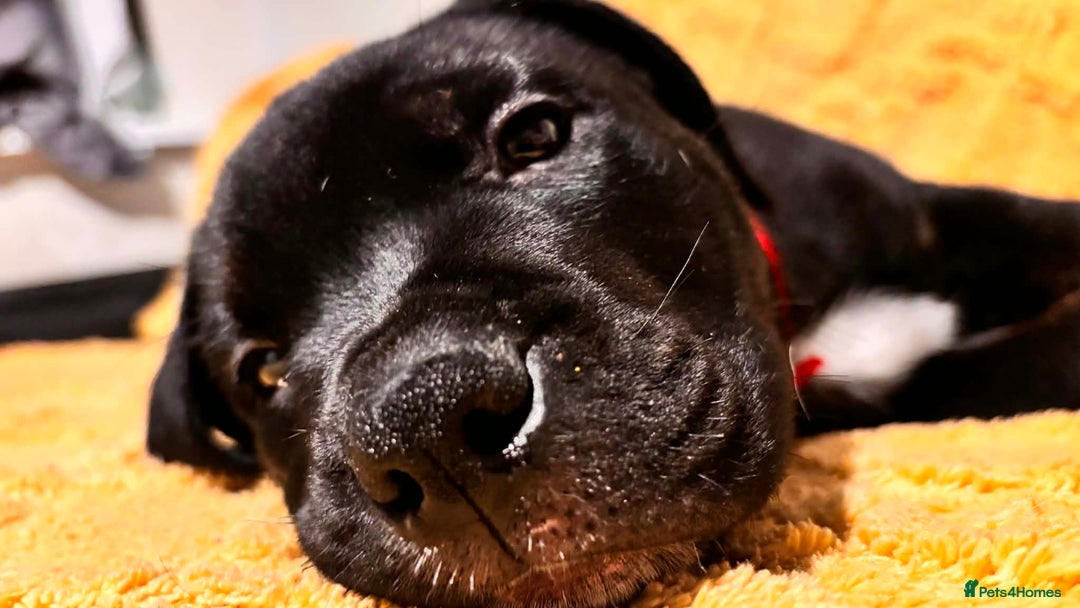 Mixed Breed dogs for sale: 5 lovely rotties x bully puppies - Advert 12