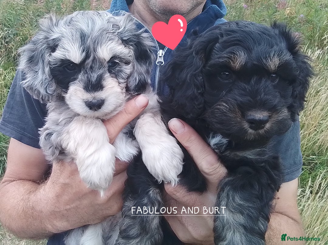 American Cocker Spaniel dogs for sale: SIX SNUGGLE MUFFINS AMERICAN COCKER, TOY POODLE - Image 7