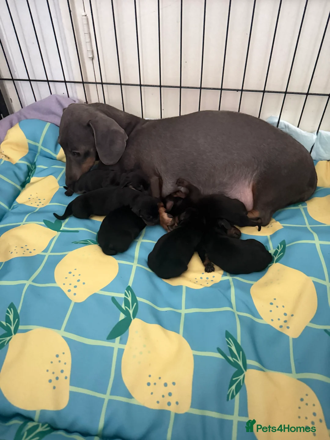 Dachshund dogs for sale: Dachshund  - Advert 2