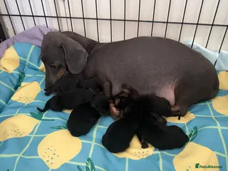 Dachshund dogs Dachshund - Advert 1