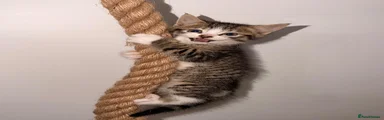 Mixed Breed Kitten 4