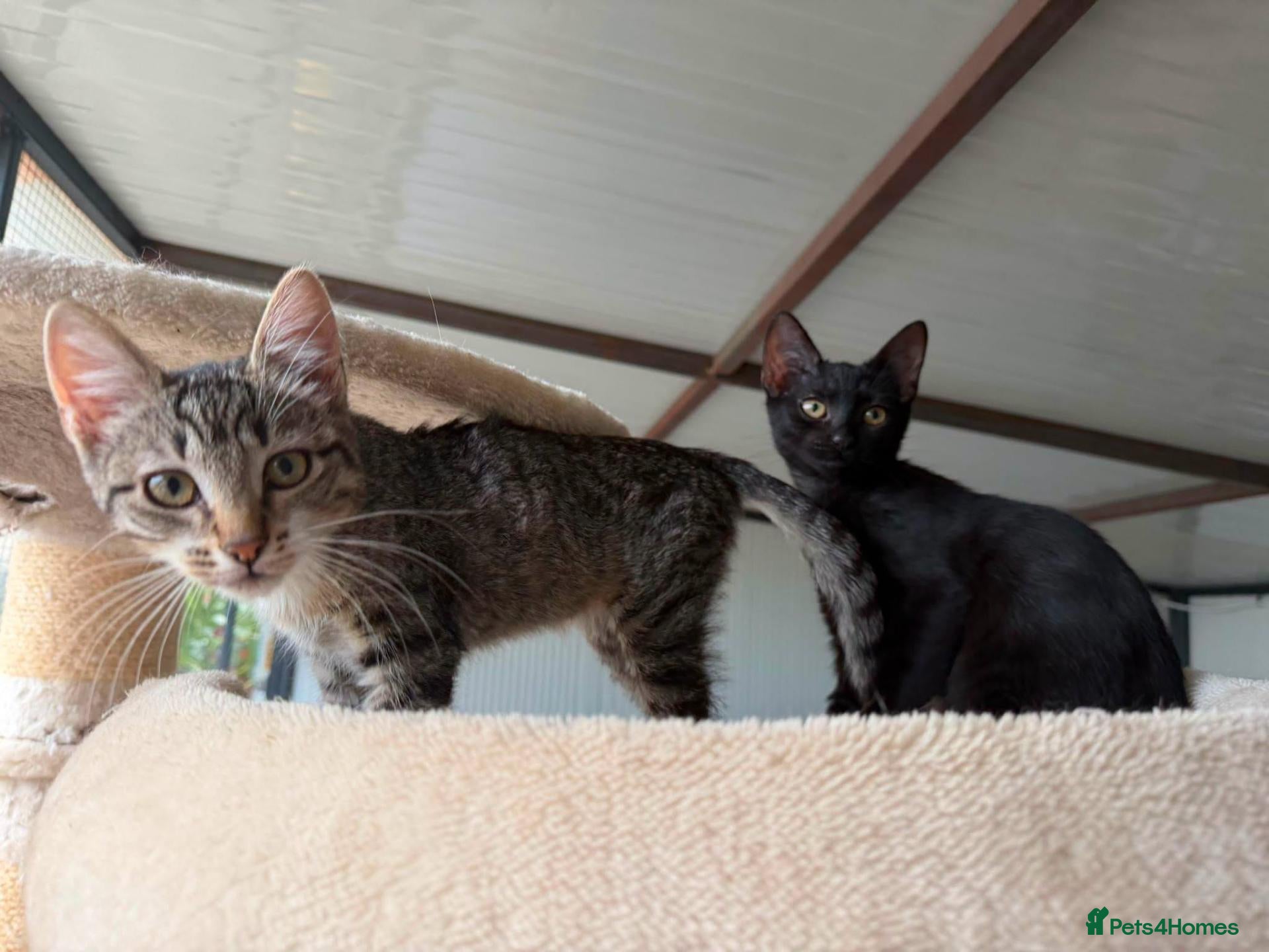 Mixed Breed cats TWO KITTENS. ONE HOME. DOUBLE THE MISCHIEF. ❤️ - Advert 2