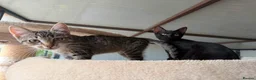 Mixed Breed cats for adoption: TWO KITTENS. ONE HOME. DOUBLE THE MISCHIEF. ❤️ - Advert 1