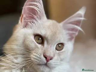 Maine Coon cats One gorgeous girly left for sale -TICA registered! - Advert 2