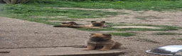 Belgian Shepherd Dog dogs for sale: Belgian malinois puppies - Advert 6