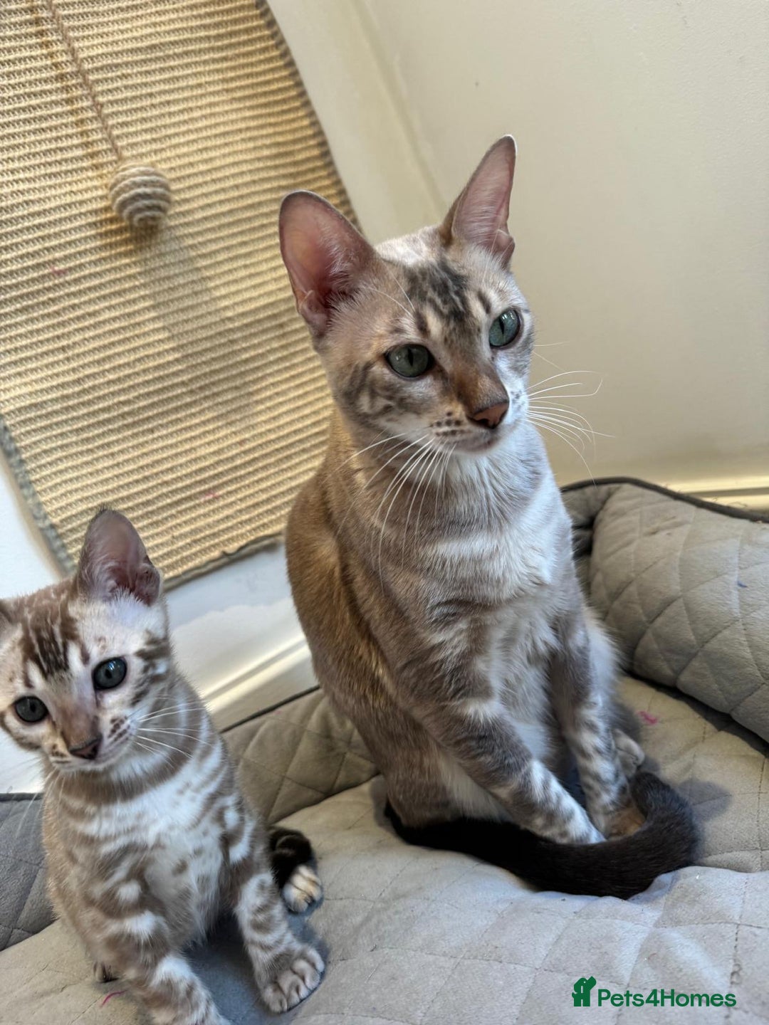 Bengal cats for sale: Pure Bengal kittens ready to go - Advert 19