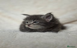 Maine Coon cats for sale: KING-SIZE MAINE COON CUBS HEALTH TESTED - Image 6