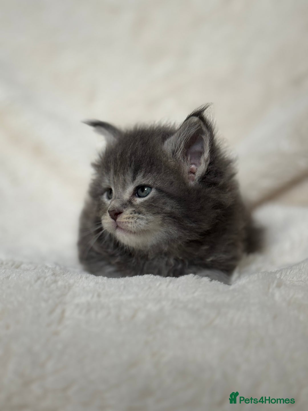 Maine Coon cats for sale: KING-SIZE MAINE COON CUBS HEALTH TESTED - Image 6