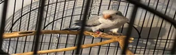 Parrots birds for sale: X2 Quaker parrots paired  - Advert 6
