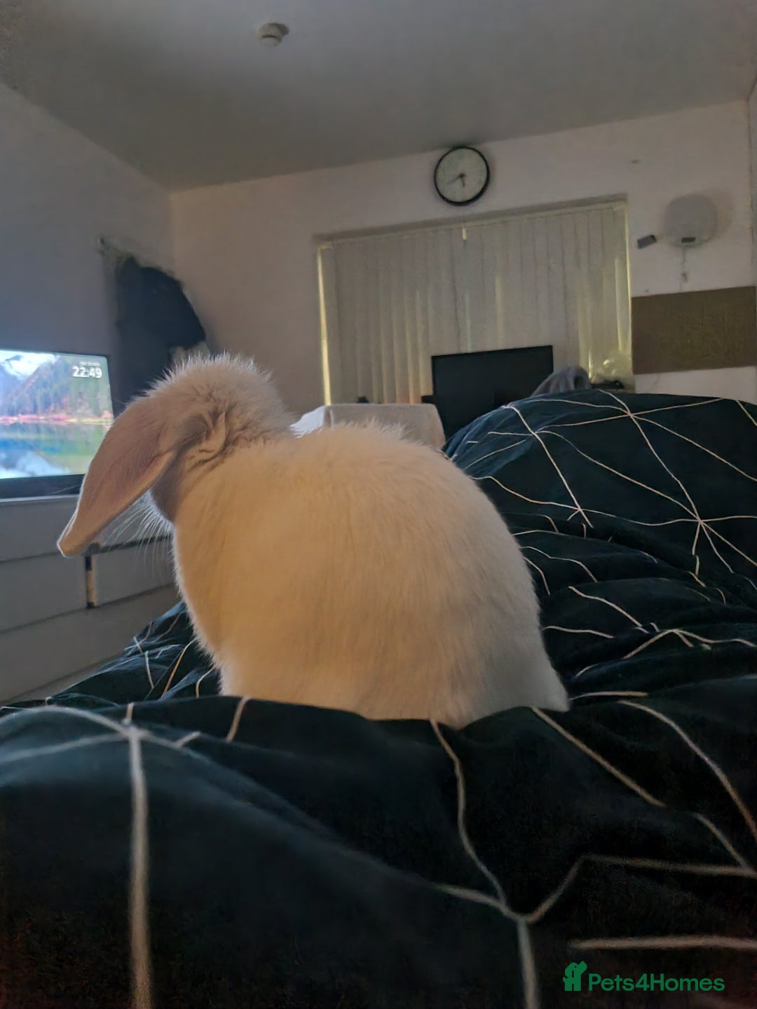 Dwarf Lop rabbits for sale: Pure Breed White Dwarf Lop with blue eyes - Advert 3