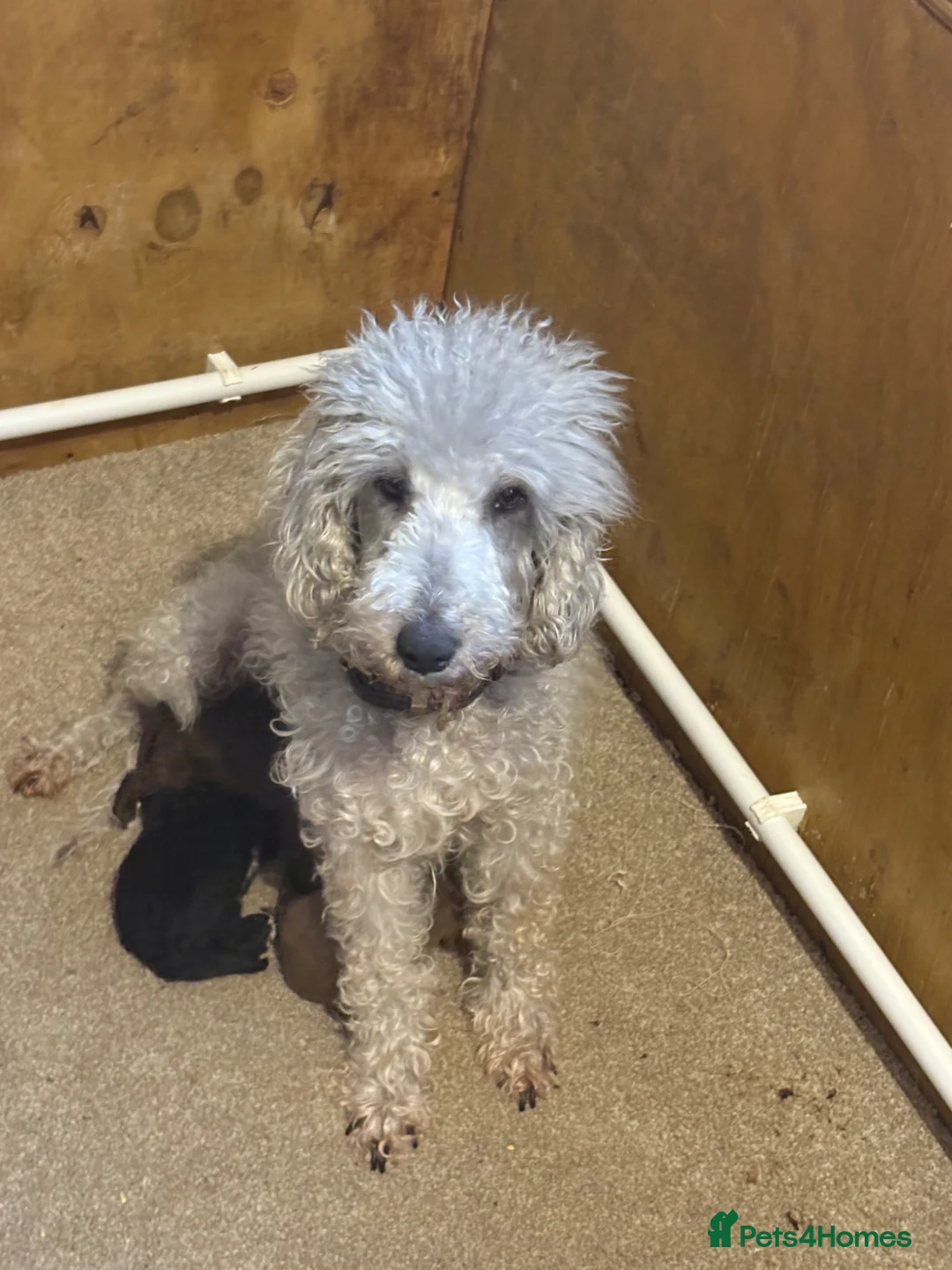 Bedlington Terrier dogs for sale: Bedlington Terriers - Advert 4