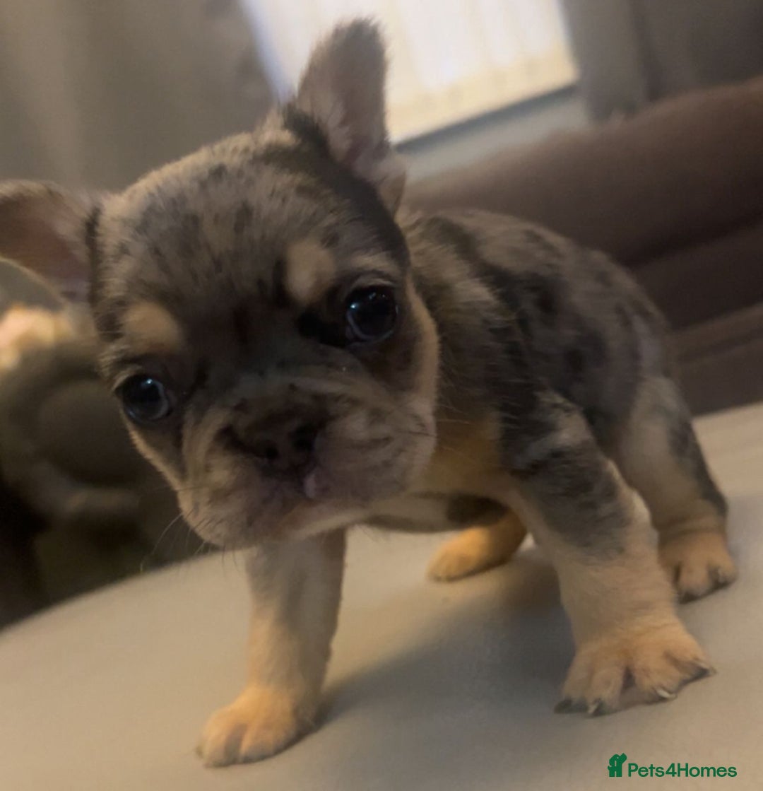 French Bulldog dogs for sale: French bulldogs reduced  ❤️  - Advert 2