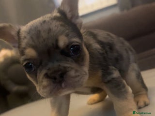 French Bulldog dogs Fabulous French bulldogs of excellent quality - Advert 3