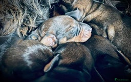 Dachshund dogs for stud: KC Registered Wirehaired Dachshund for Stud in Stoke-on-Trent - Image 14