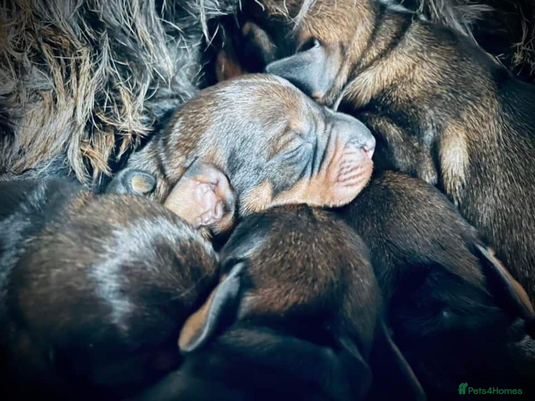 Dachshund dogs for stud: KC Registered Wirehaired Dachshund for Stud in Stoke-on-Trent - Image 14