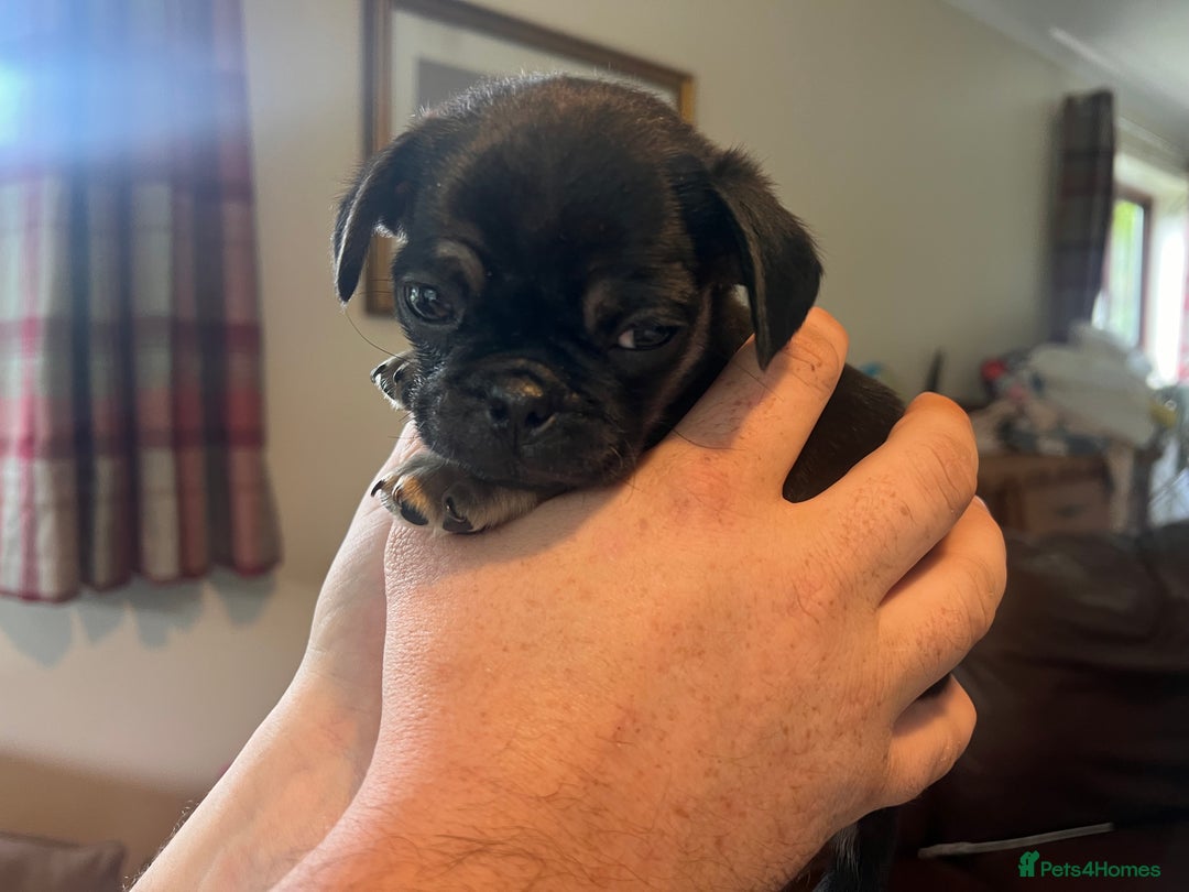 Mixed Breed dogs for sale: 3/4 pug puppies  - Image 11
