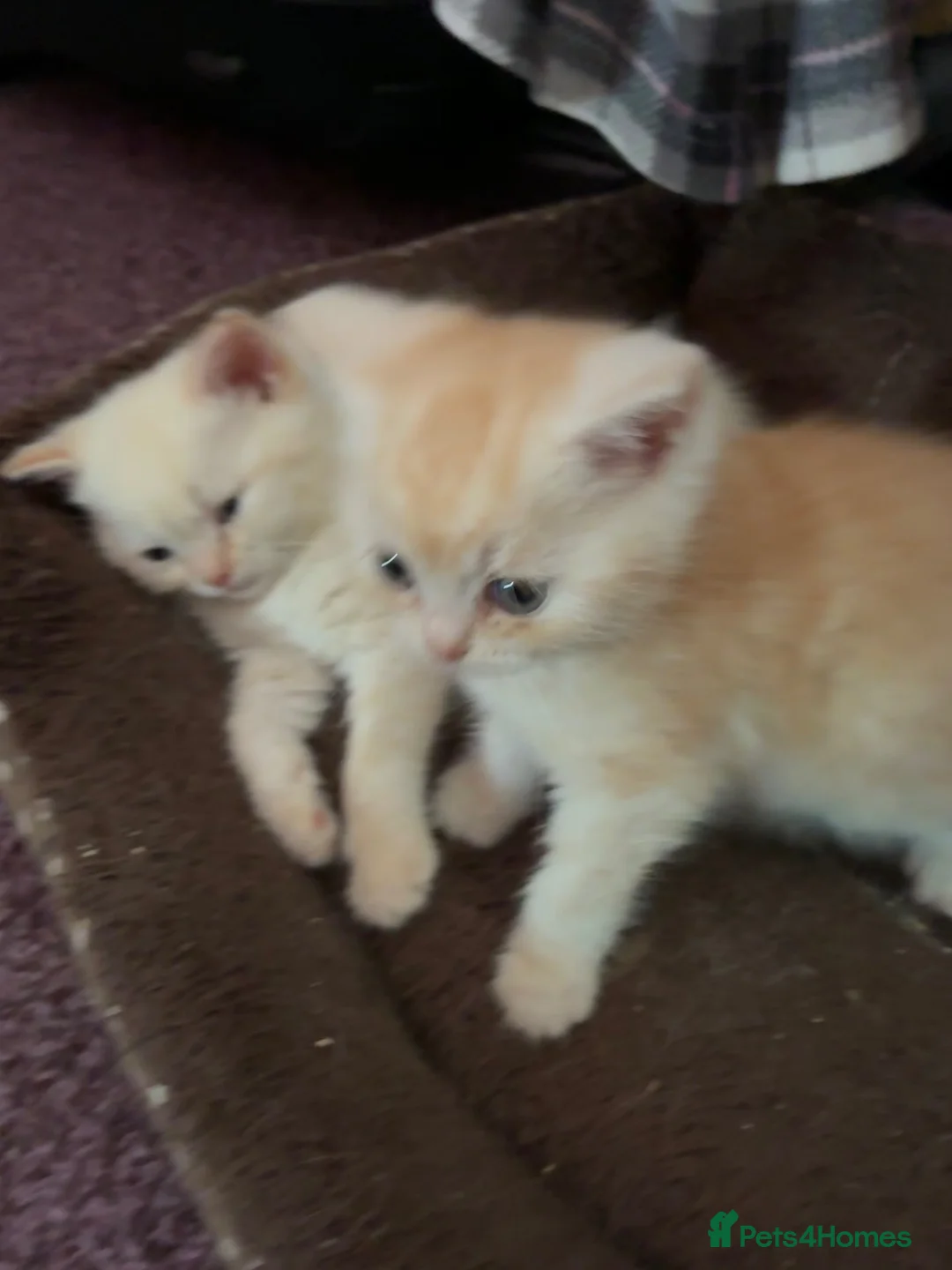 Mixed Breed cats for sale: Beautiful girls - Advert 1