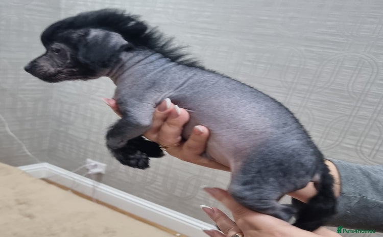 Mexican Hairless dogs Mexican hairless mini puppies for sale  - Advert 1