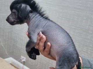 Mexican Hairless dogs Mexican hairless mini puppies for sale - Advert 17