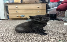 Brazilian Shorthair cats for sale: BSH Kittens for Sale! - Image 4