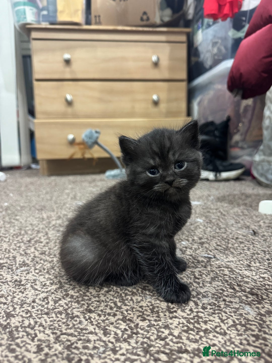 Brazilian Shorthair cats for sale: BSH Kittens for Sale! - Image 4