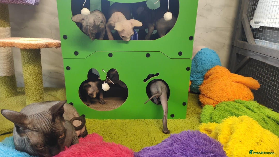 Sphynx cats for sale: Canadian Sphynx TICA REGISTERED. - Image 8