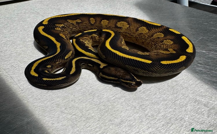 Python Snake reptiles - Advert 17