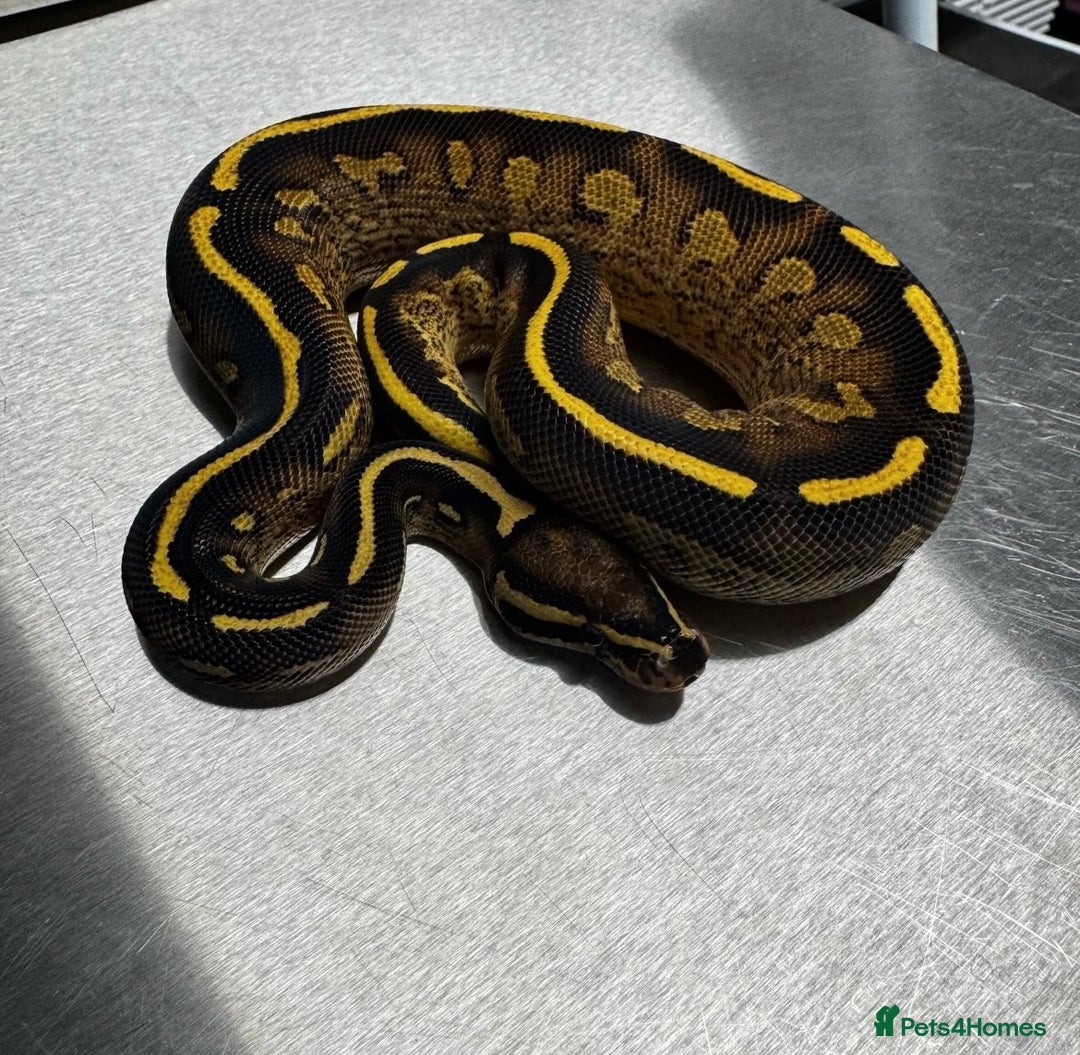 Python Snake reptiles for sale: Super Gravel Ball python (Male)  - Image 1