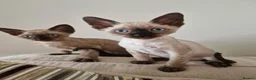 Devon Rex cats for sale: Adorable Devon Rex Kittens 💕 - Advert 3