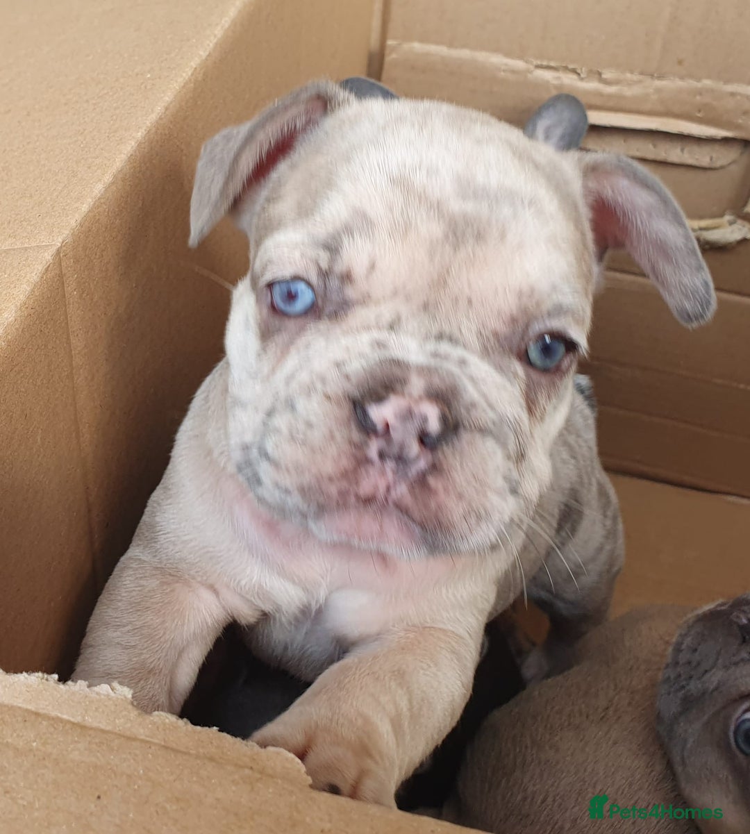 French Bulldog dogs for stud: Kye - Lilac and Tan Frenchie in St Albans - Advert 13