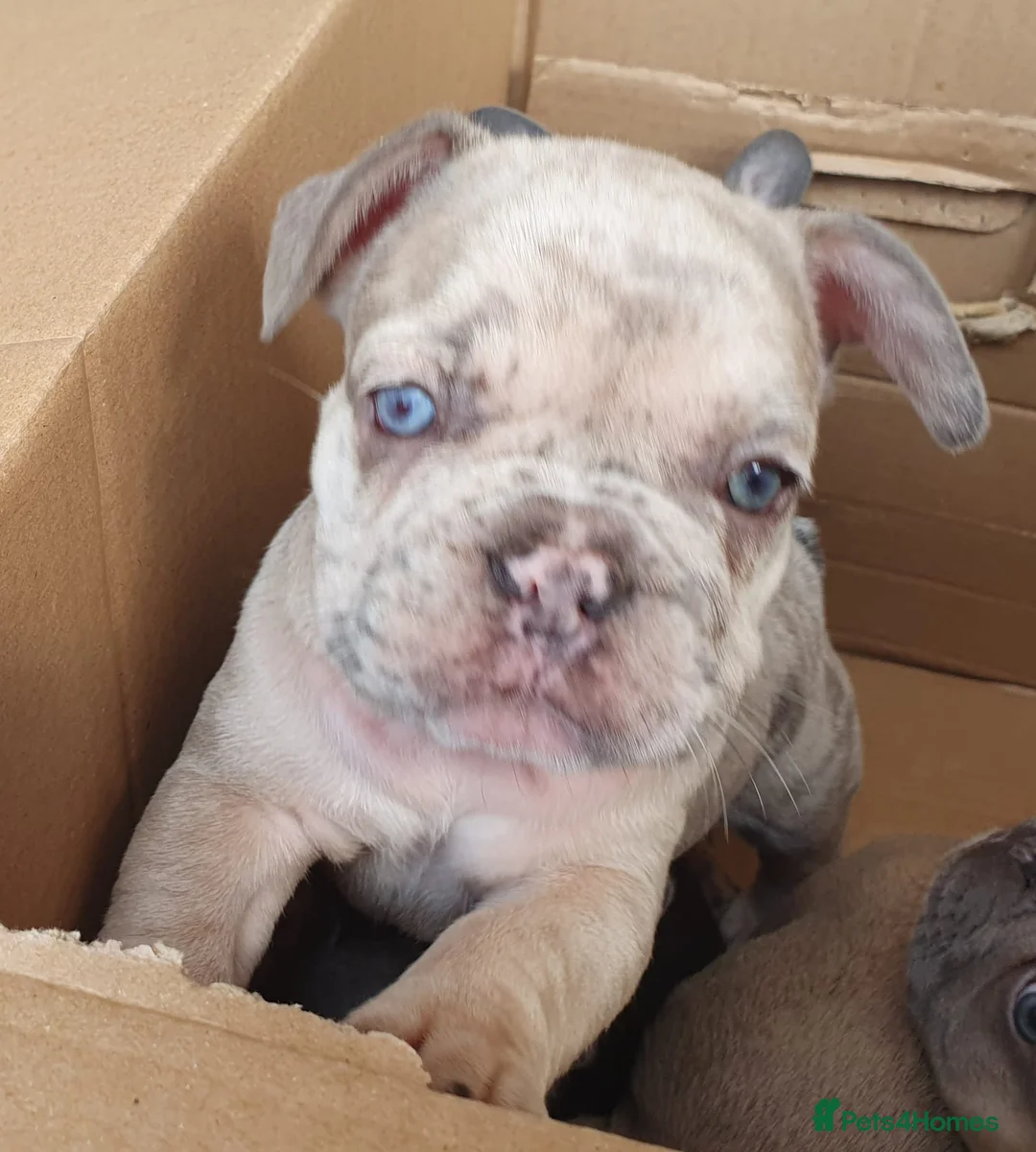French Bulldog dogs for stud: Kye - Lilac and Tan Frenchie in St Albans - Advert 13