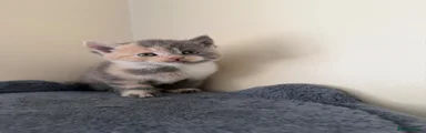Kitten 4