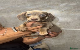Miniature Dachshund dogs for sale: Two miniature dachshund puppys 💙💕  - Image 4