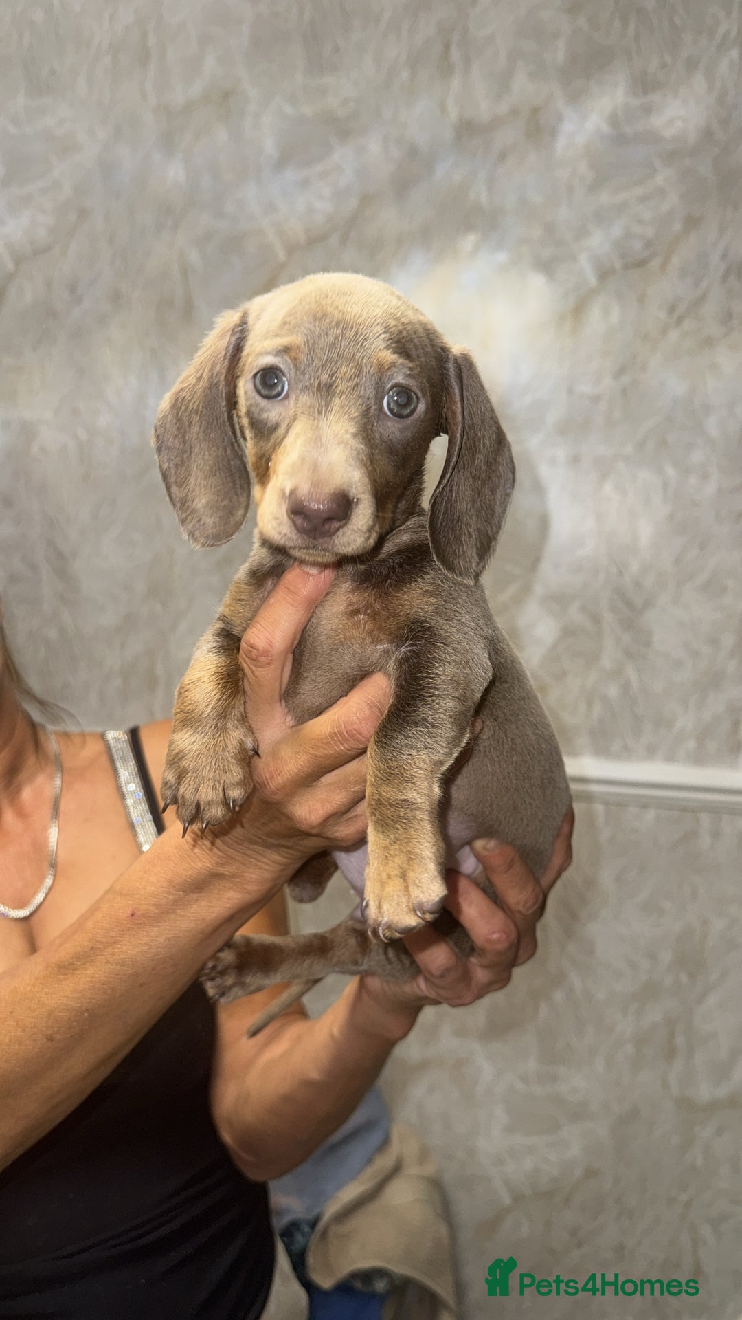 Miniature Dachshund dogs for sale: Two miniature dachshund puppys 💙💕  - Image 4