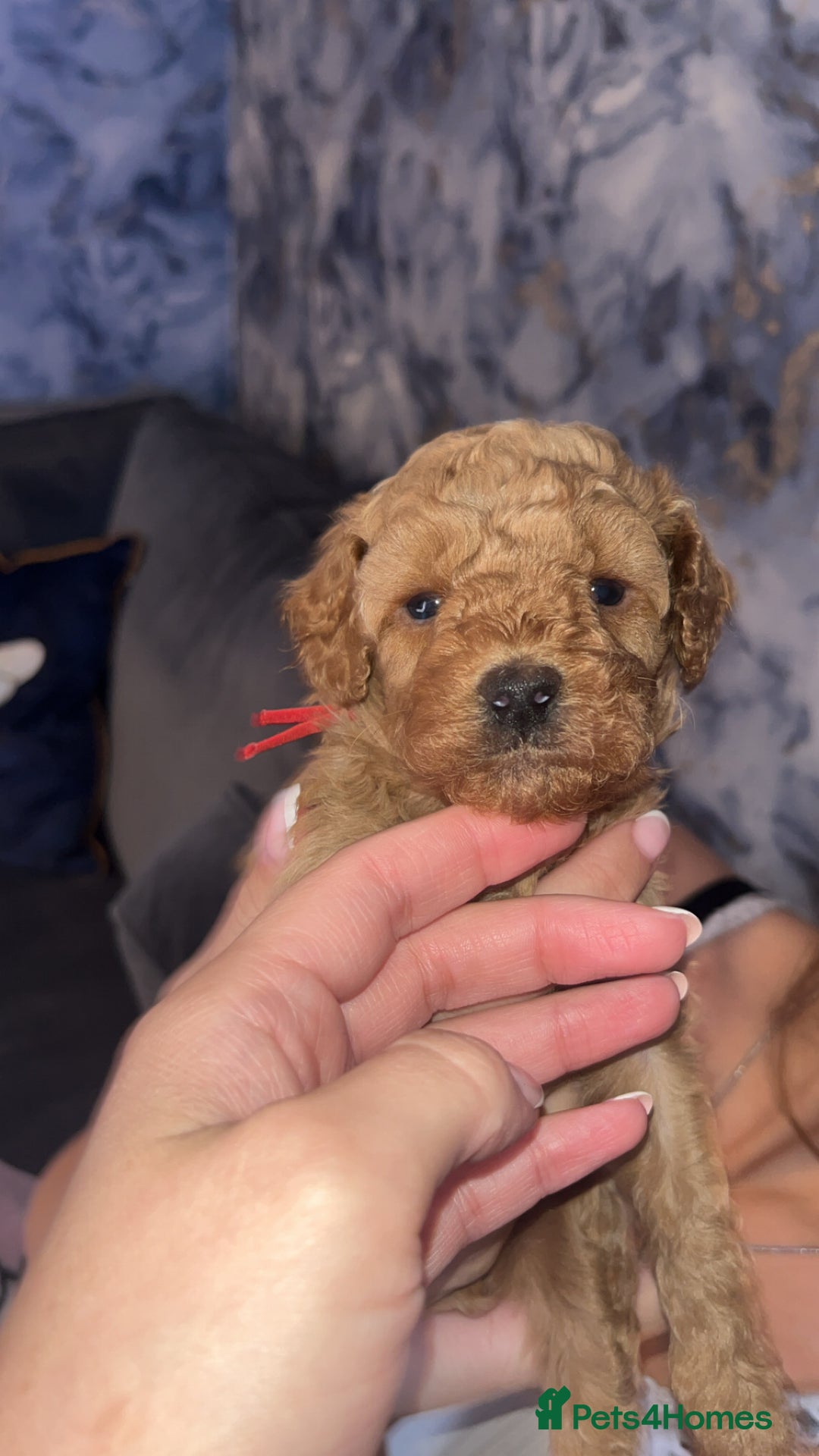 Cavapoo dogs for sale: Adorable cavapoo puppies for sale  - Advert 7