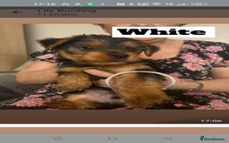 Yorkshire Terrier dogs for sale: Yorkshire Terrier puppies one boy and one girl. in Southampton - Image 8