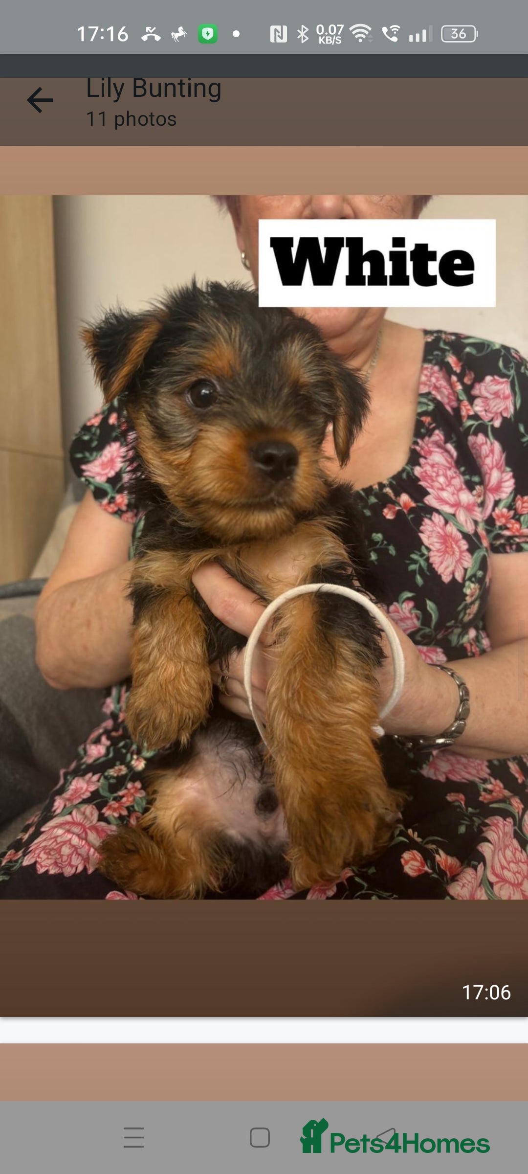 Yorkshire Terrier dogs for sale: Yorkshire Terrier puppies one boy and one girl. in Southampton - Image 8