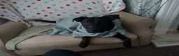 Sheprador dogs for sale: Freya  in Hull - Advert 3