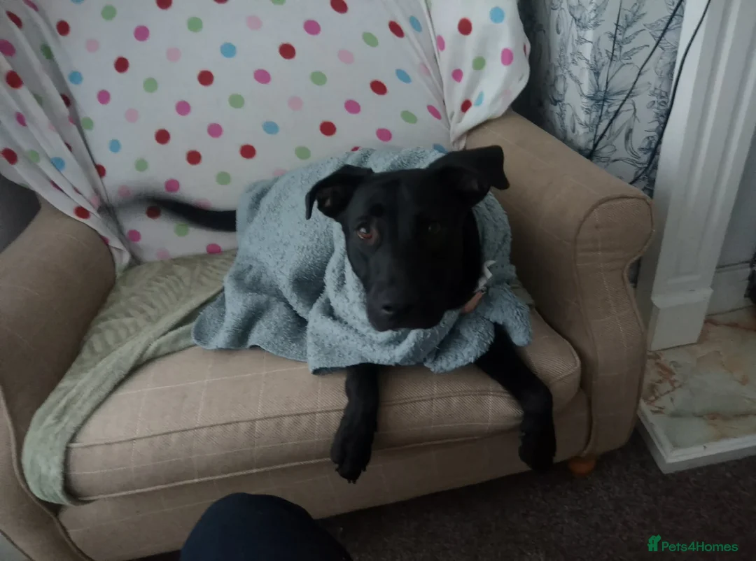 Sheprador dogs for sale: Freya  in Hull - Advert 3