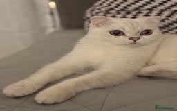 Scottish Fold cats for sale: White Scottish Fold Female looking for loving home - Image 3