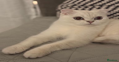 Scottish Fold cats - Advert 3